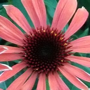 Meet your Posher, Ramonia